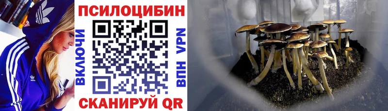 Галлюциногенные грибы Cubensis кракен как войти Аша